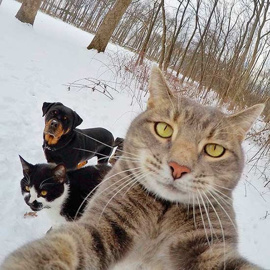 selfie animal 3 - ¿Selfies hechos por animales? !Es posible!