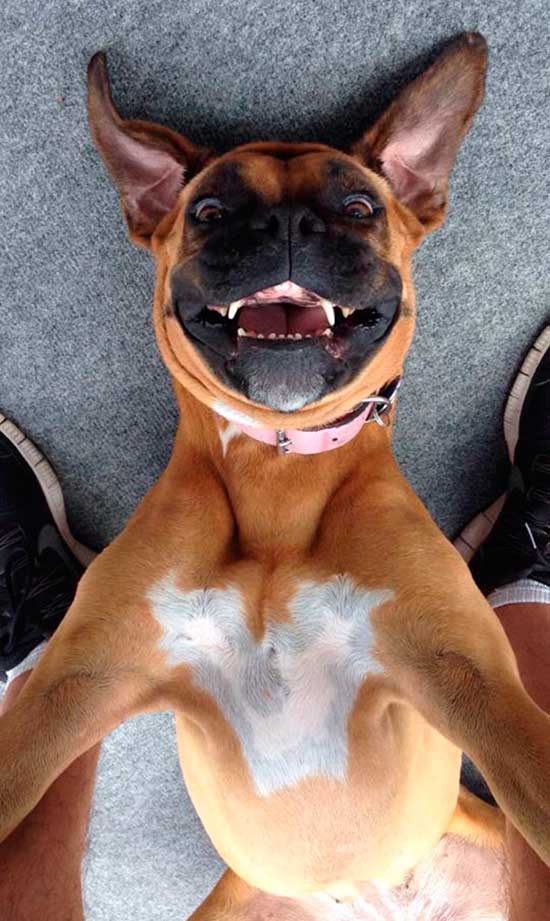 selfie animal 4 - ¿Selfies hechos por animales? !Es posible!