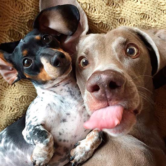 selfie animal 5 - ¿Selfies hechos por animales? !Es posible!