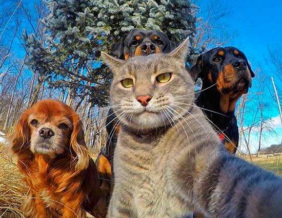 selfie animal - ¿Selfies hechos por animales? !Es posible!