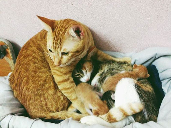 Yello gato padre 1 - Un papá gato en el parto a su compañera