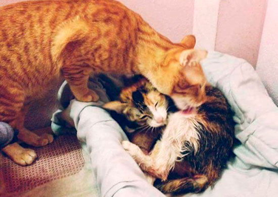 Yello gato padre 3 - Un papá gato en el parto a su compañera