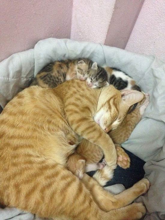 Yello gato padre 4 - Un papá gato en el parto a su compañera