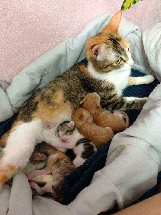 Yello gato padre 5 - Un papá gato en el parto a su compañera
