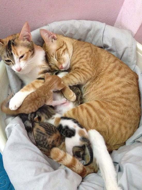 Yello gato padre 6 - Un papá gato en el parto a su compañera