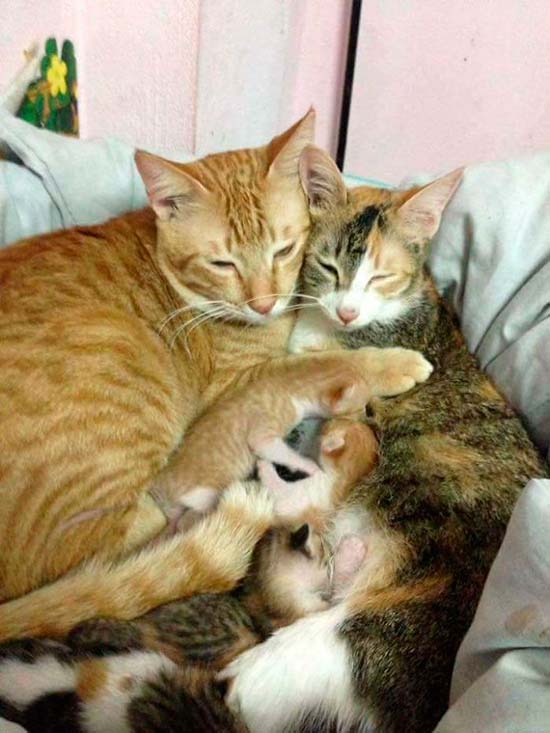 Yello gato padre 7 - Un papá gato en el parto a su compañera