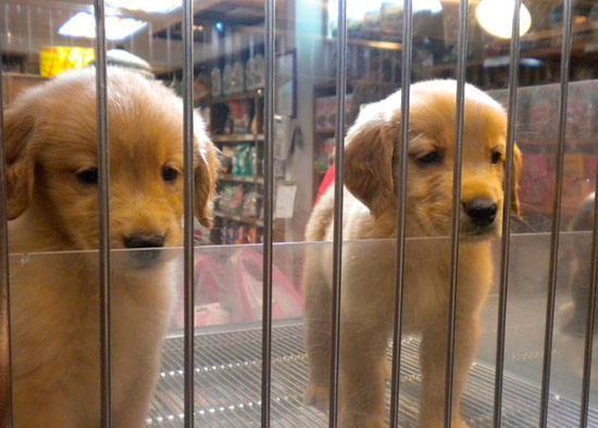 cachorros en venta en tienda - El negocio de los criaderos ilegales