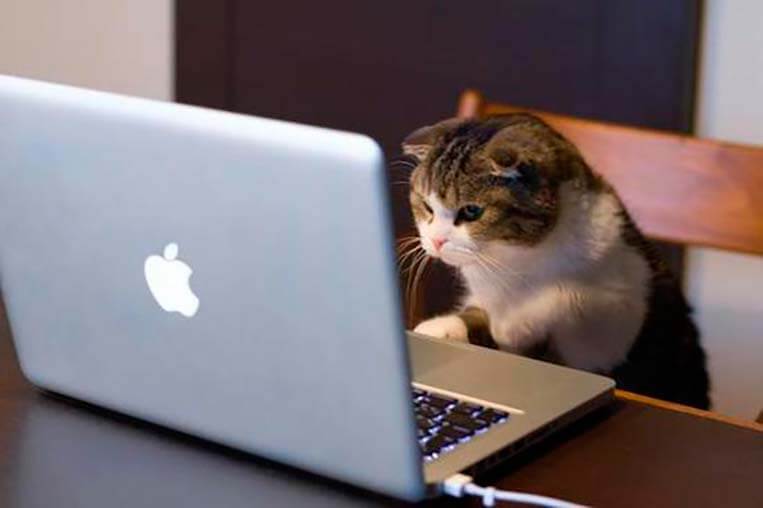 gato con ordenador - ¿Cuánto sabes de perros y gatos?