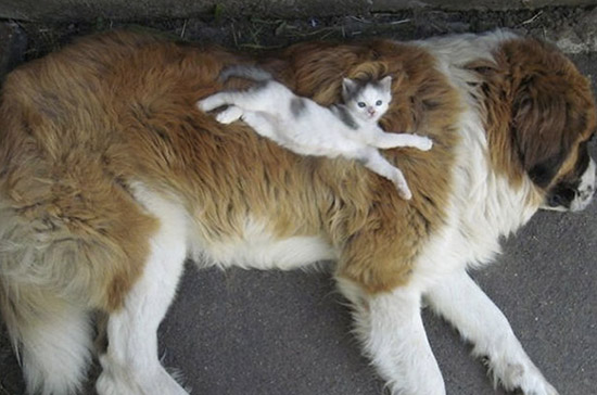 gato durmiendo sobre perro 2 - La amistad entre perros y gatos