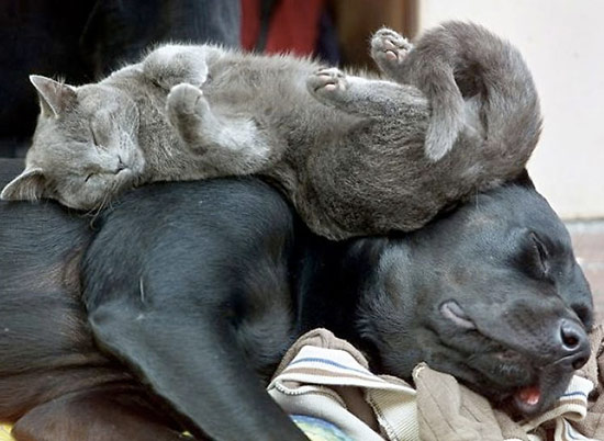 gato durmiendo sobre perro 3 - La amistad entre perros y gatos