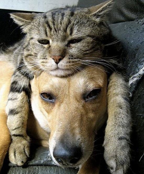 gato durmiendo sobre perro 5 - La amistad entre perros y gatos