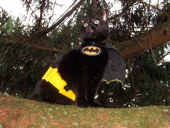 gato super heroe - Disfraces para tu mascota