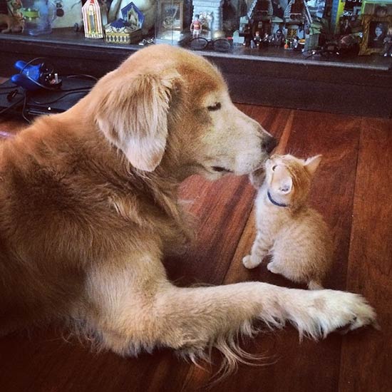 keelo y Koda perro y gato - La amistad entre perros y gatos
