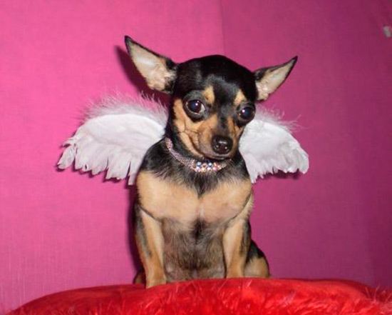 perro con alas de angel - Disfraces para tu mascota