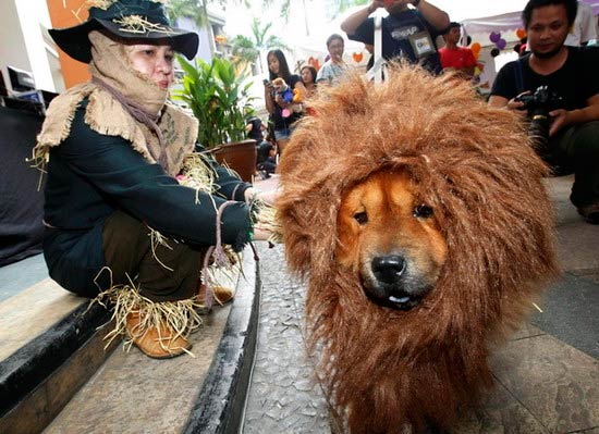 perro disfrazado leon - Disfraces para tu mascota