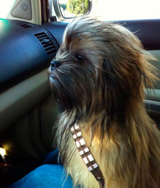 perro parecido a Chewbacca - ¿Cuánto sabes de perros y gatos?