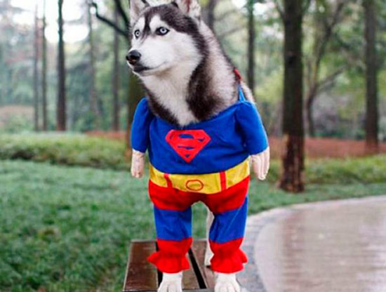 perro superman - Disfraces para tu mascota