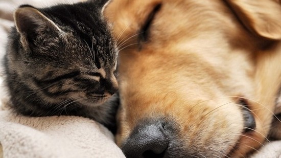perro y gato durmiendo juntos - La amistad entre perros y gatos