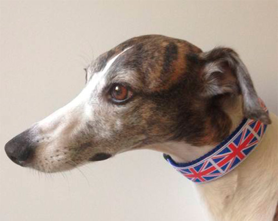 collar perro bandera inglesa - El Brexit y la circulación de mascotas