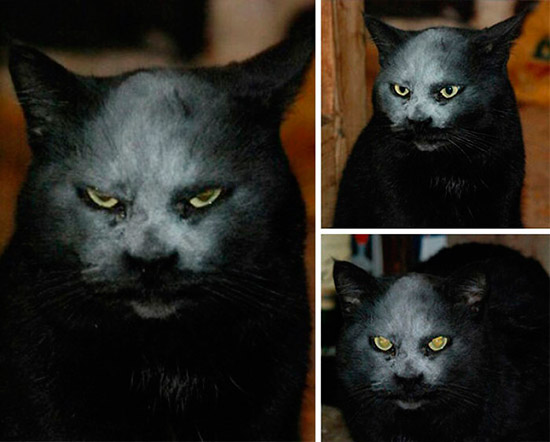 gato malvado 1 - Imágenes de gatos enfadados