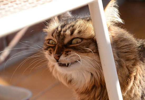 gato malvado 6 - Imágenes de gatos enfadados