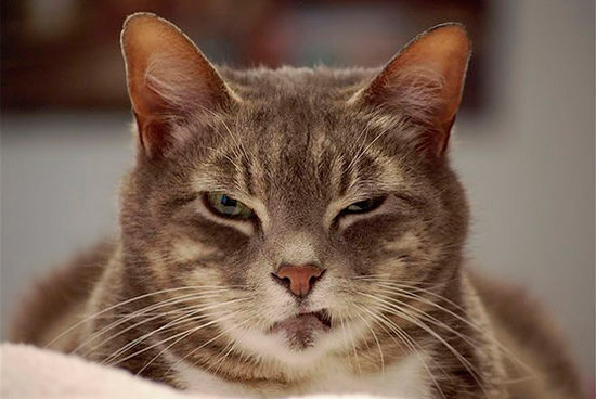 gatos malvados 9 - Imágenes de gatos enfadados
