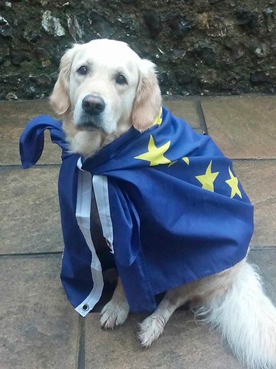 perro bandera union europea - El Brexit y la circulación de mascotas