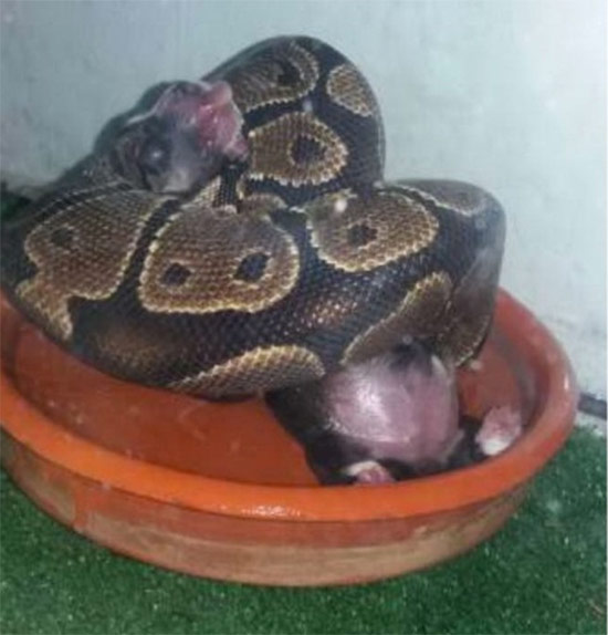 piton perro - Joven da de comer a su pitón cachorros de perro y gato