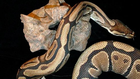 serpiente piton granada - Joven da de comer a su pitón cachorros de perro y gato