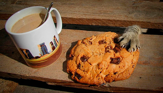 gato cogiendo una galleta - Alimentos prohibidos para tu mascota