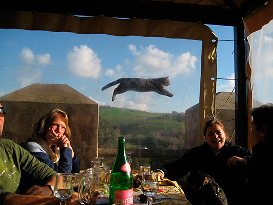 gatos haciendo photobomb 1 - Gatos y perros, los reyes del 'Photobomb'