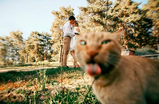 gatos haciendo photobomb 3 - Gatos y perros, los reyes del 'Photobomb'