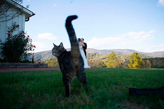 gatos haciendo photobomb 4 - Gatos y perros, los reyes del 'Photobomb'