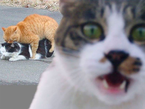 gatos haciendo photobomb 5 - Gatos y perros, los reyes del 'Photobomb'