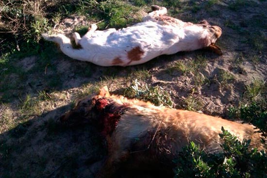 matanza perros punta umbria1 - Pacma y perros y gatos abandonados