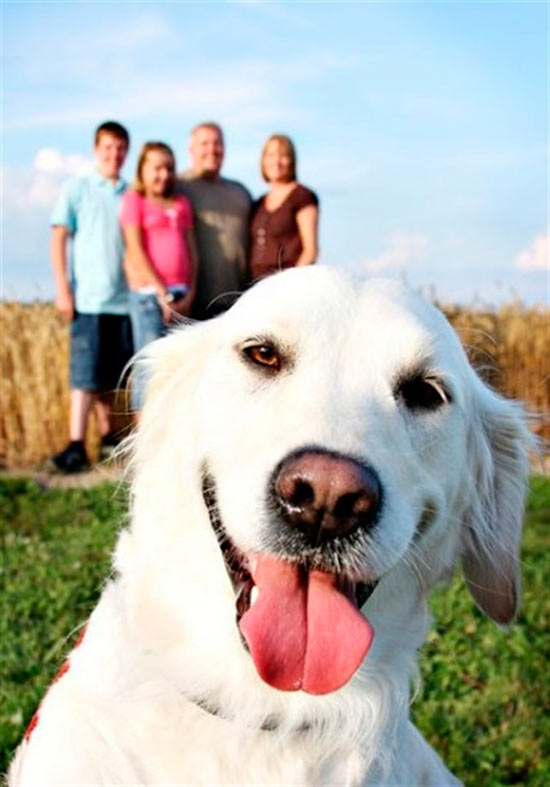 perros haciendo photobomb 2 - Gatos y perros, los reyes del 'Photobomb'