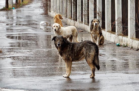 perros sin hogar - Pacma y perros y gatos abandonados