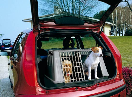 perros viajando en maletero coche - ¿Cómo viajar con tu perro?