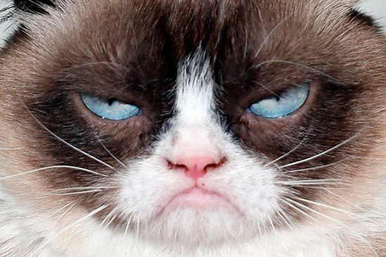 Grumpy Cat - Los gatos más famosos de Instagram