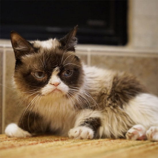 Grumpy gato enfadado - Los gatos más famosos de Instagram