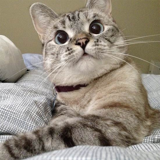 Nala cat - Los gatos más famosos de Instagram