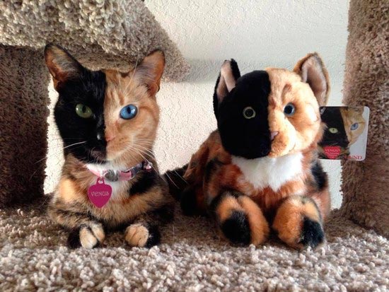 Venus la gata quimera - Los gatos más famosos de Instagram