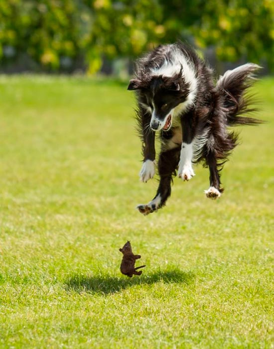 cosas que asustan a los perros 2 - El mayor miedo de los perros