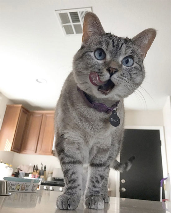 gata Nala - Los gatos más famosos de Instagram