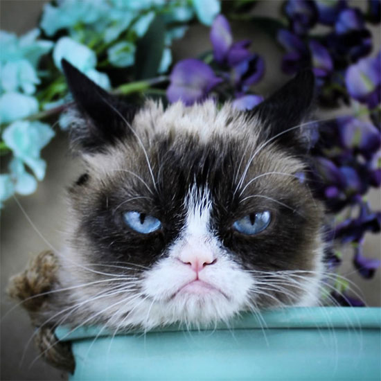 gato enfadado Grumpy cat - Los gatos más famosos de Instagram