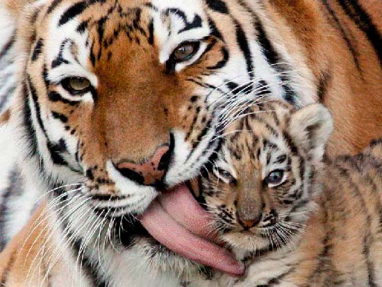 madre con su cria 1 - La ternura de madres con sus crías