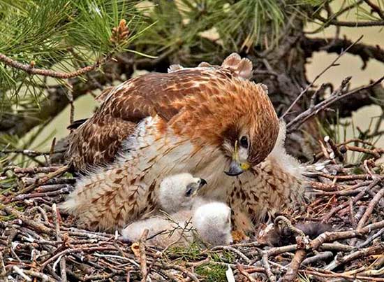 madre con su cria 15 - La ternura de madres con sus crías