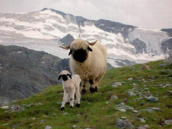 madre con su cria 17 - La ternura de madres con sus crías