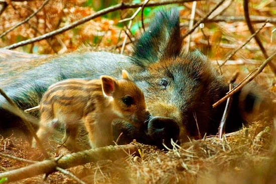 madre con su cria 2 - La ternura de madres con sus crías