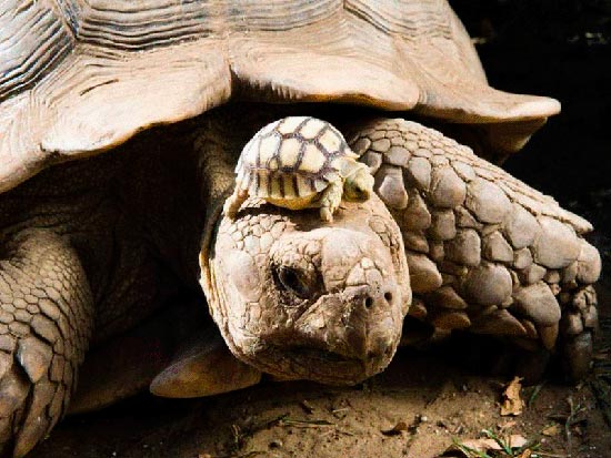 madre con su cria 20 - La ternura de madres con sus crías